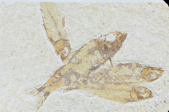 Multiple Knightia Fossil Fish - Wyoming #74123